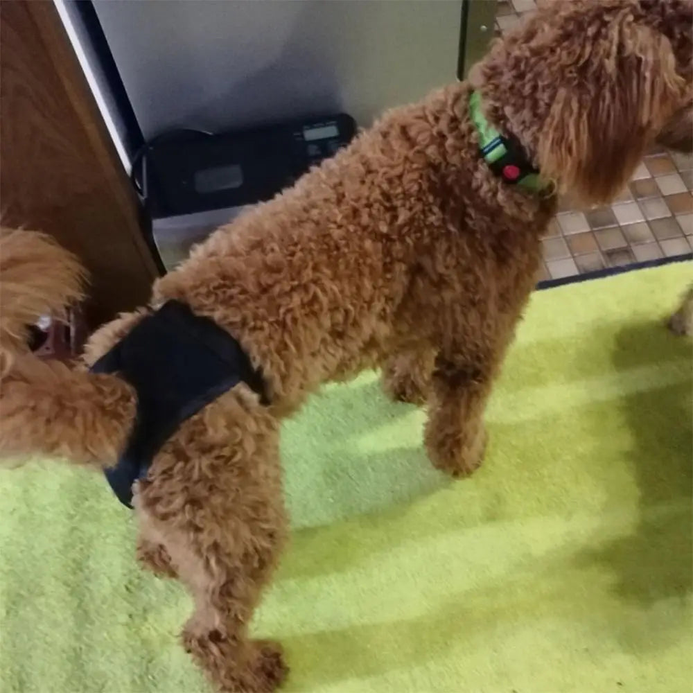 Adjustable Easy To Wear Menstrual Period Physiological Pants With 3 Diapers Dog Shorts Panties Pet Sanitary Pants